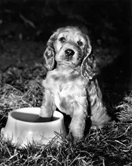 Hungry: Susi - with empty food bowl