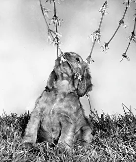 Forsythia: Susi - with forsythia in the garden