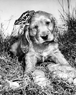 Frogs: Susi - with a frog on her head