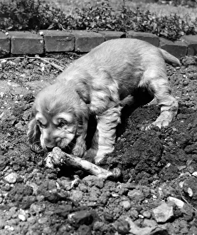 Digging: Susi - in the garden with a bone