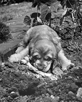Soil: Susi - in the garden with a bone