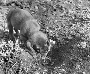 Soil: Susi - in the garden with a bone