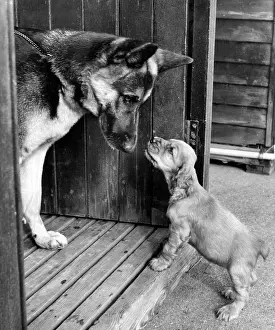 Encounter: Susi - with a German shepherd dog