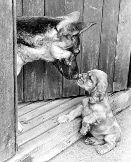 Encounter: Susi - with a German shepherd dog