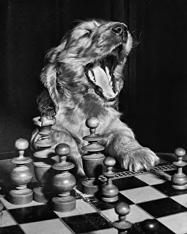 Chess: Susi - getting tired of playing chess