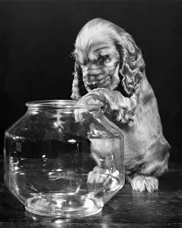 Curiosity: Susi - with empty glass bowl