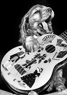 Stringed: Susi - with guitar
