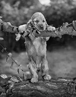 Bark: Susi - hanging on a branch