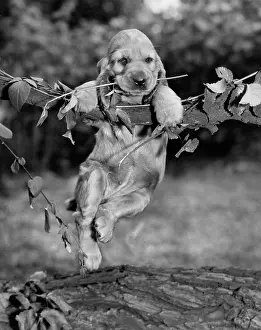 Bark: Susi - hanging on a branch