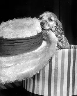 Hatbox: Susi - with hat in hatbox