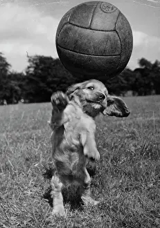 Hind: Susi - having fun with a football