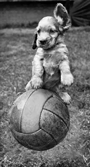 Balls: Susi - having fun with a football