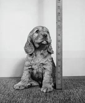 Measurement: Susi - having her height measured