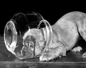 Suzy: Susi - with head inside glass bowl