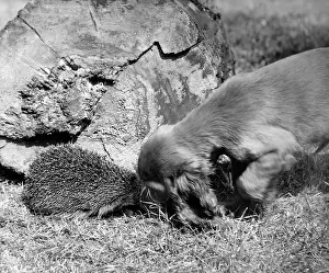 Hedgehogs: Susi - with hedgehog