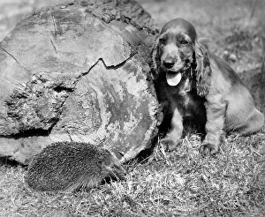 Hedgehogs: Susi - with hedgehog