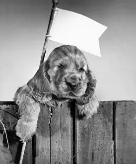 Paws: Susi - holding a flag