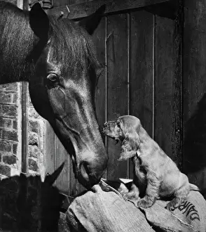 Encounter: Susi - with horse