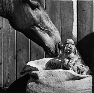 Encounter: Susi - with horse