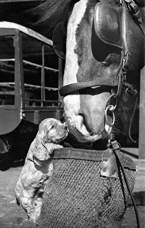 Blinkers: Susi - with horse
