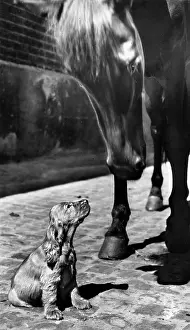 Encounter: Susi - with a horse
