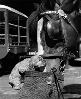 Blinkers: Susi - with horse and nosebag