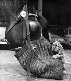 Blinkers: Susi - with horse and nosebag