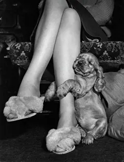 Fluffy: Susi - hugging Mum's leg
