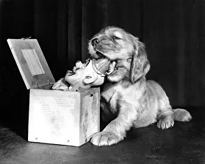 Chewing: Susi - with jack-in-the-box