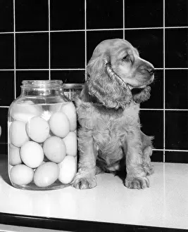 Shelf: Susi - with a jar of eggs