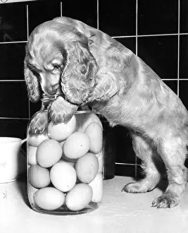 Tiled: Susi - with a jar of eggs