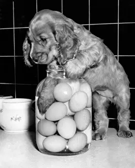 Tiled: Susi - with a jar of eggs