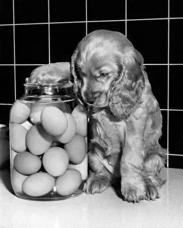 Tiled: Susi - with a jar of eggs