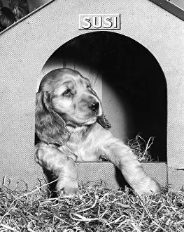 Kennel: Susi - in her kennel