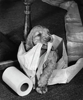 Towel: Susi - with kitchen roll