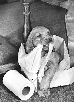 Towel: Susi - with kitchen roll