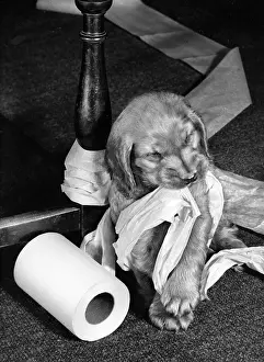 Towel: Susi - with kitchen roll