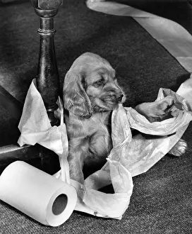 Towel: Susi - with kitchen roll