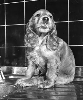 Tiled: Susi - on the kitchen sink