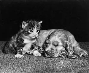 Asleep: Susi - with kitten