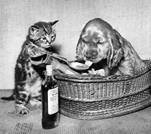 Wickerwork: Susi - kitten administering medicine
