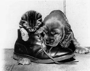 Boot: Susi - with kitten, boot and mouse