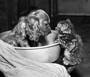 Towel: Susi - with kitten, bowl and towel