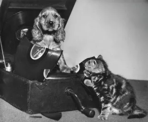 Turntable: Susi - with kitten and broken record