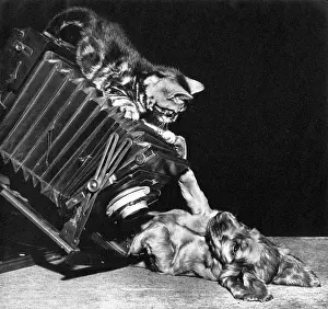 Concertina: Susi - with kitten and camera