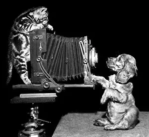Concertina: Susi - with kitten and camera