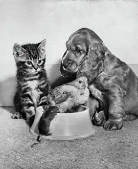 Fluffy: Susi - with kitten, chick and mouse