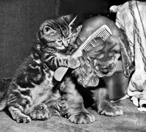 Comb: Susi - with kitten and comb