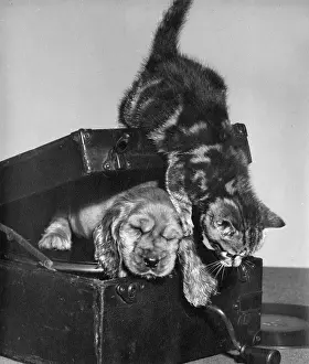 Squash: Susi - with kitten inside record player