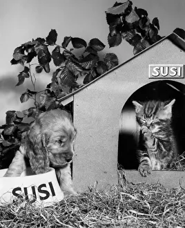Kennel: Susi - with kitten and kennel